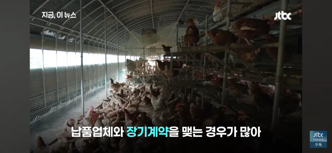 1000037525.jpg 닭값 떨어지니 눈치보는 치킨업계..