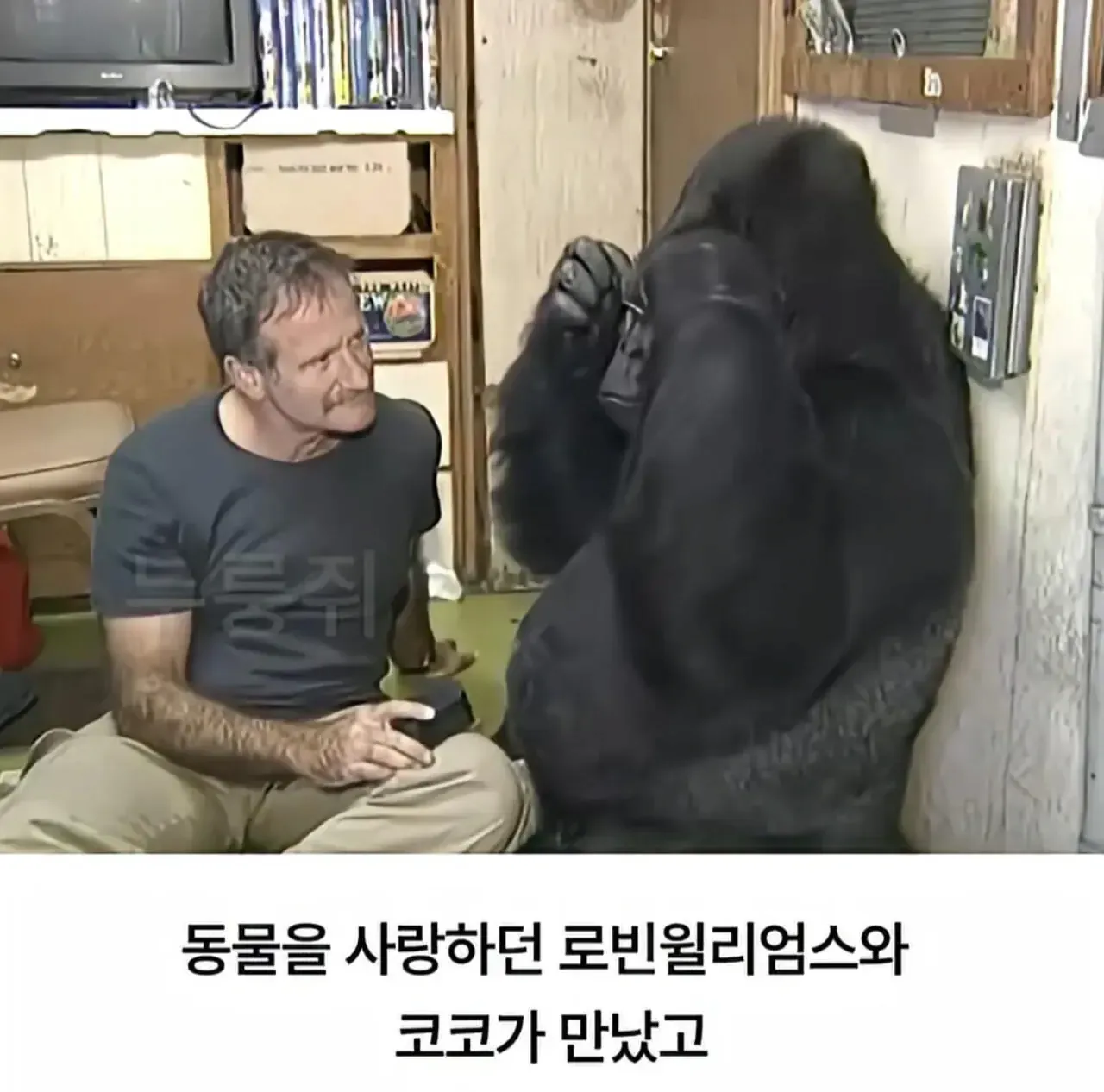 image.png 세계 최초로 수어를 이용해 인간과의 대화에 성공한 고릴라.jpg