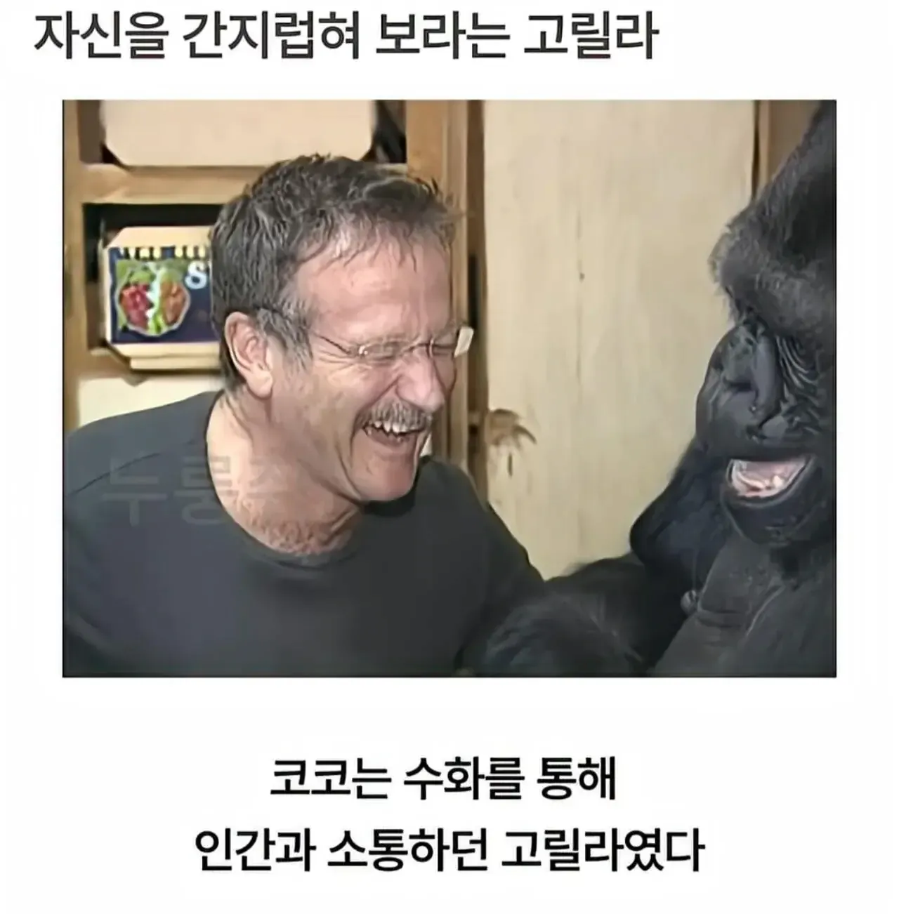 image.png 세계 최초로 수어를 이용해 인간과의 대화에 성공한 고릴라.jpg