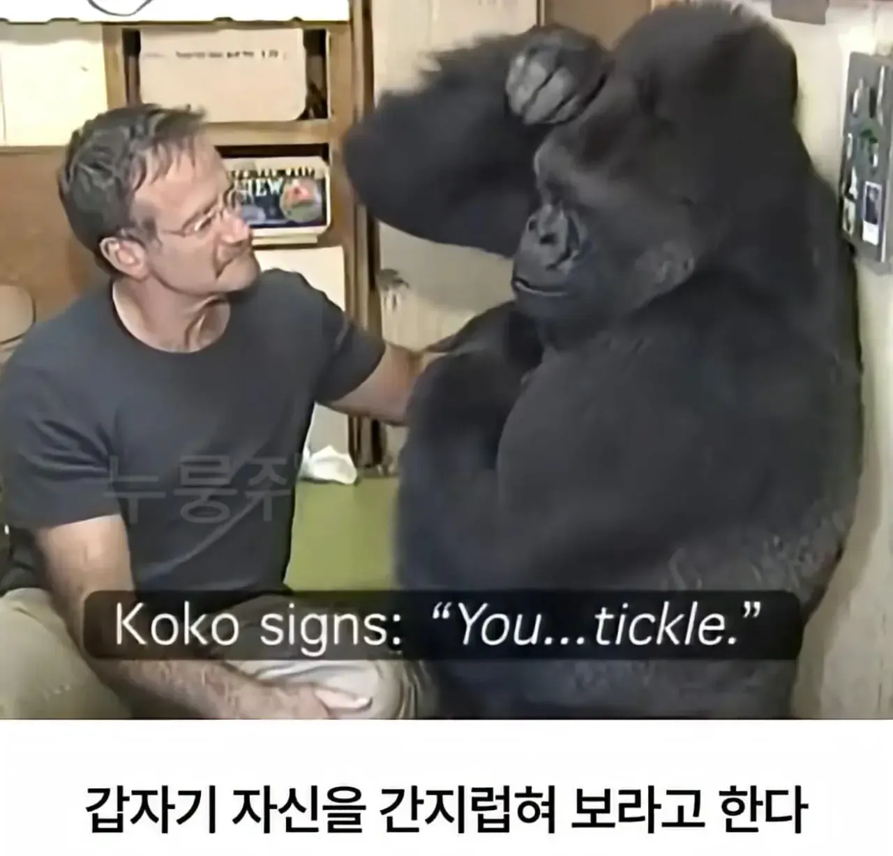image.png 세계 최초로 수어를 이용해 인간과의 대화에 성공한 고릴라.jpg