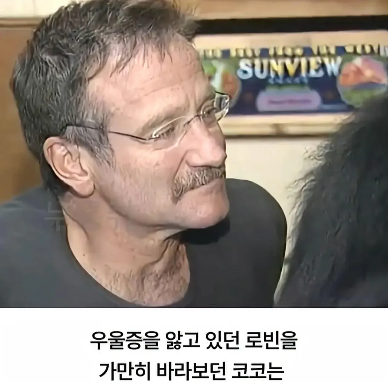 image.png 세계 최초로 수어를 이용해 인간과의 대화에 성공한 고릴라.jpg
