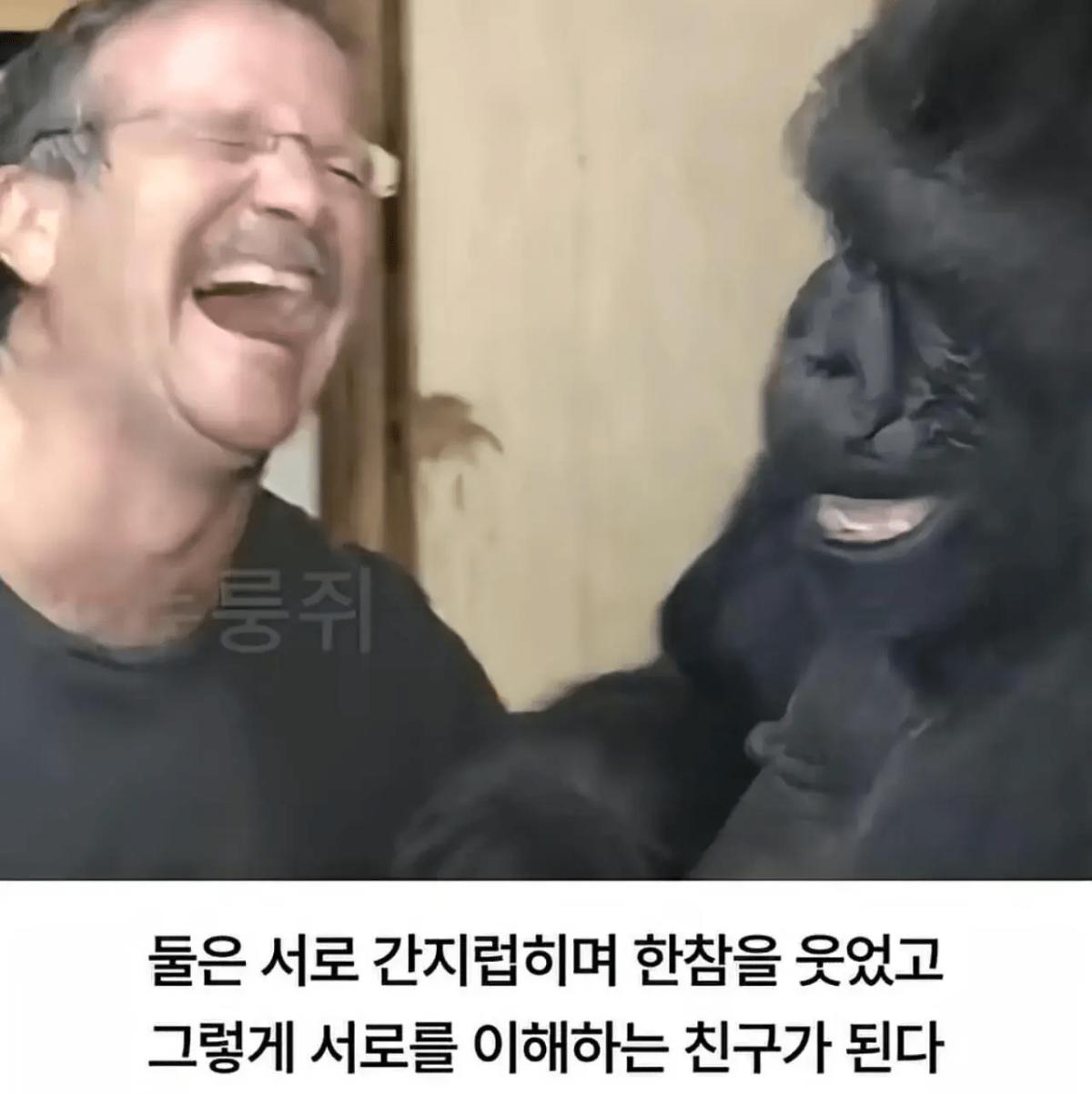 image.png 세계 최초로 수어를 이용해 인간과의 대화에 성공한 고릴라.jpg