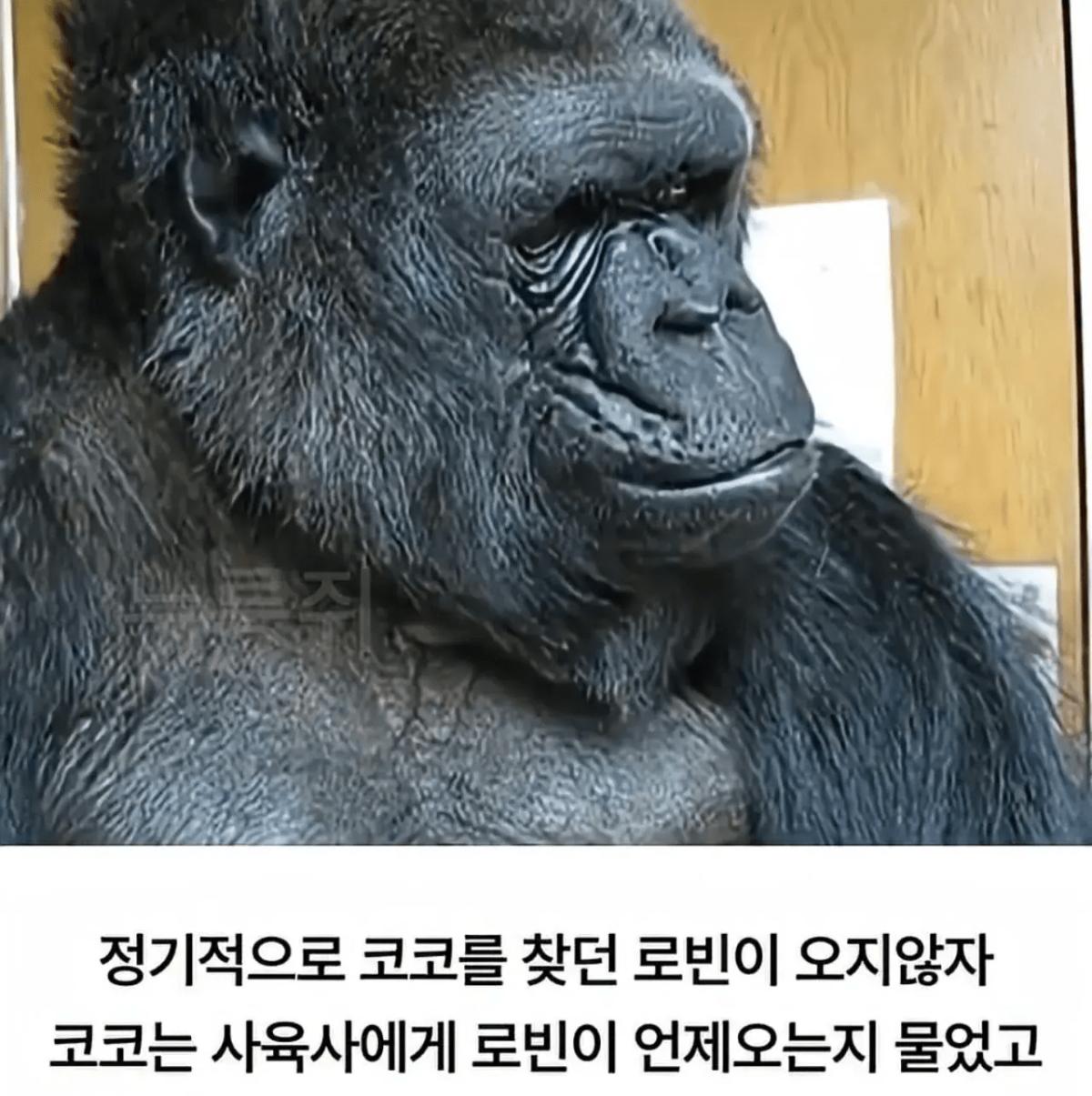 image.png 세계 최초로 수어를 이용해 인간과의 대화에 성공한 고릴라.jpg