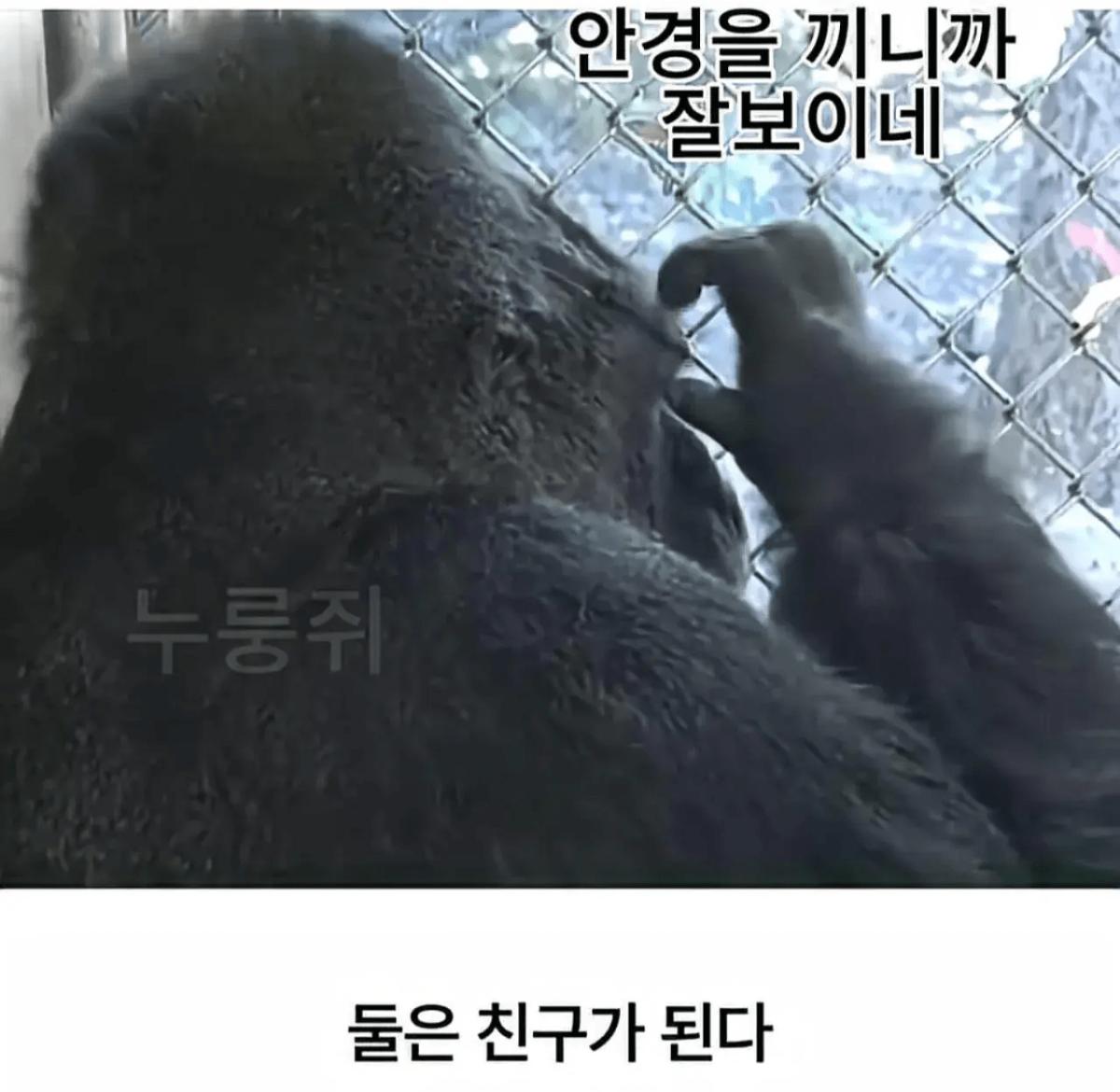 image.png 세계 최초로 수어를 이용해 인간과의 대화에 성공한 고릴라.jpg