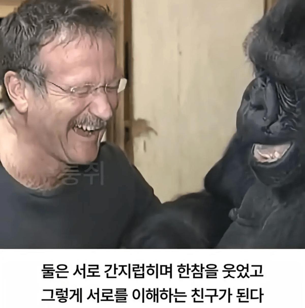 image.png 세계 최초로 수어를 이용해 인간과의 대화에 성공한 고릴라.jpg