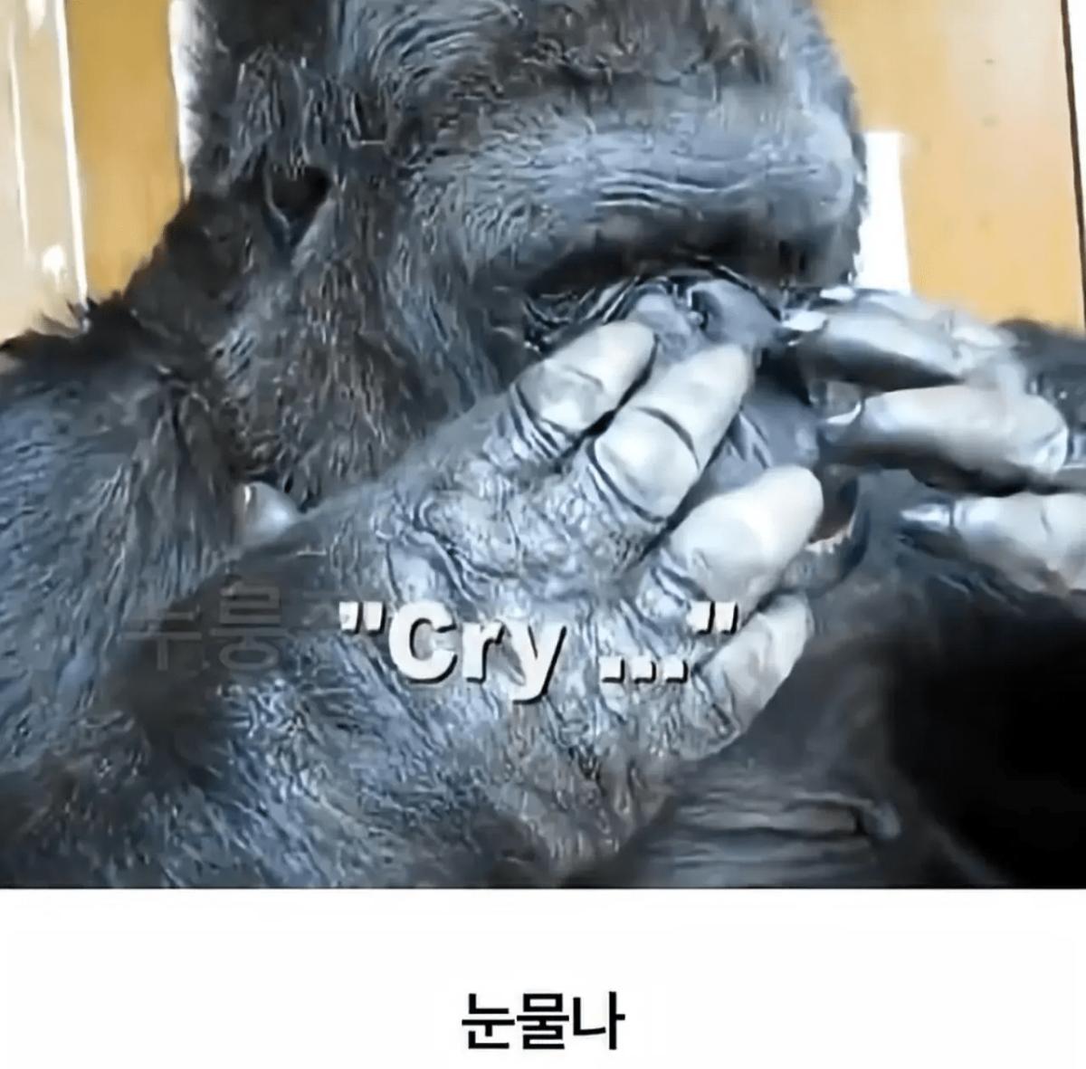 image.png 세계 최초로 수어를 이용해 인간과의 대화에 성공한 고릴라.jpg