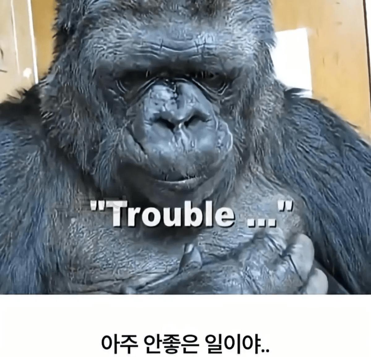 image.png 세계 최초로 수어를 이용해 인간과의 대화에 성공한 고릴라.jpg