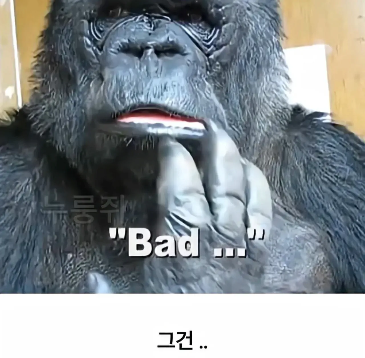 image.png 세계 최초로 수어를 이용해 인간과의 대화에 성공한 고릴라.jpg