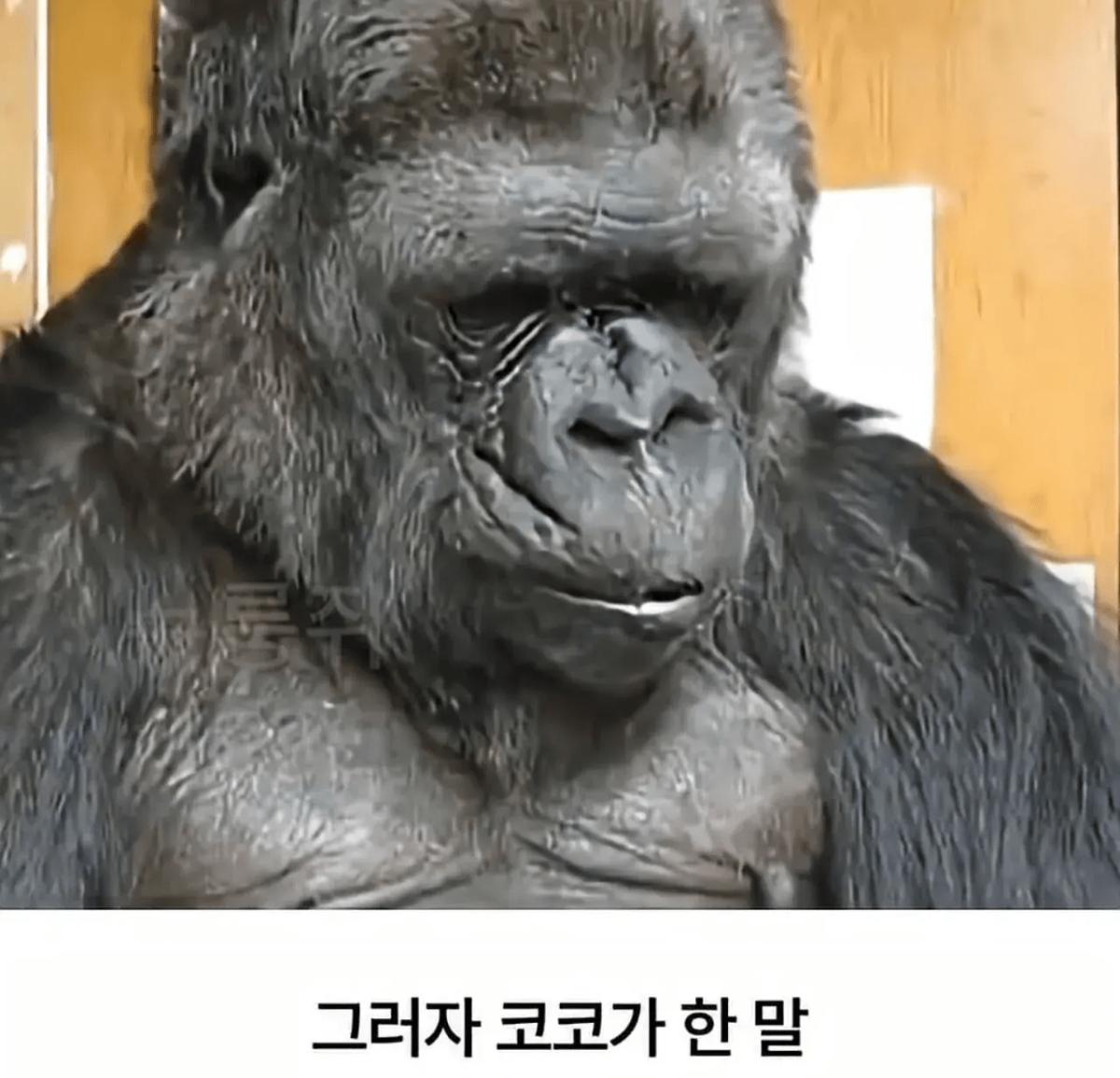 image.png 세계 최초로 수어를 이용해 인간과의 대화에 성공한 고릴라.jpg