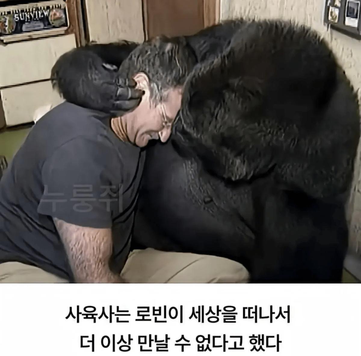 image.png 세계 최초로 수어를 이용해 인간과의 대화에 성공한 고릴라.jpg