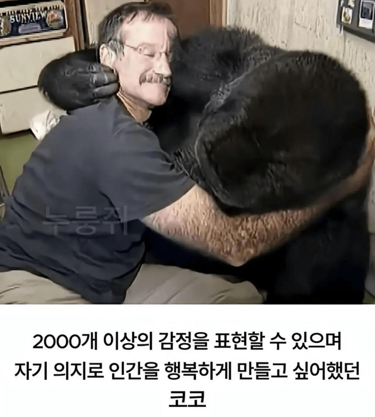 image.png 세계 최초로 수어를 이용해 인간과의 대화에 성공한 고릴라.jpg