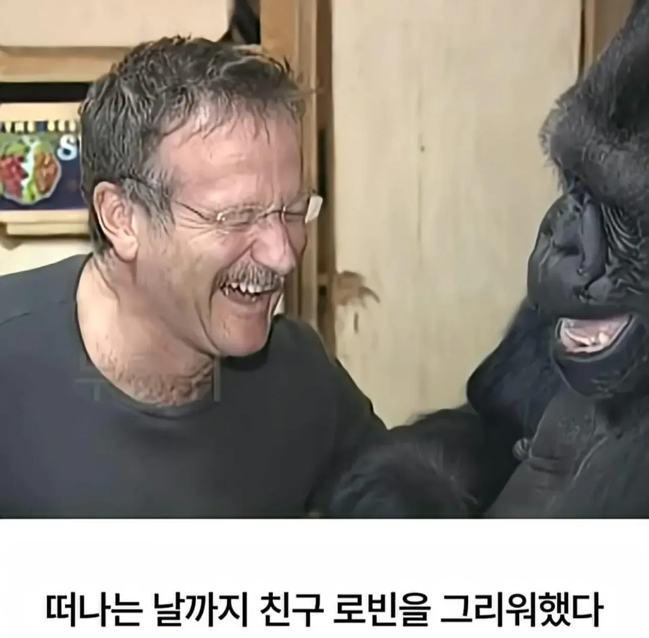 image.png 세계 최초로 수어를 이용해 인간과의 대화에 성공한 고릴라.jpg