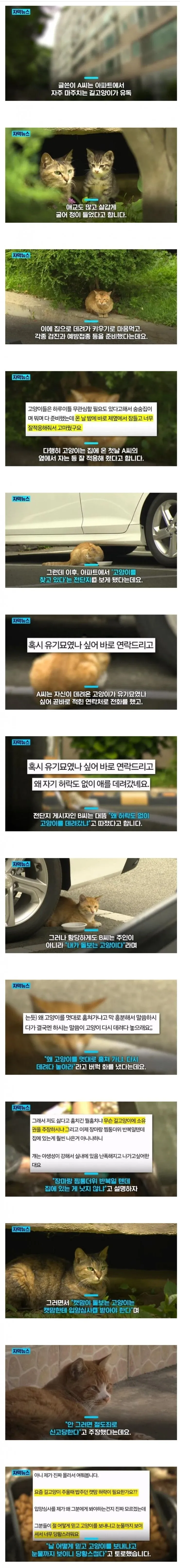 5de50ba9d6eb5ba93e3856028badf50e_1789637608_4939.webp 결국 정신을 놓은 캣맘