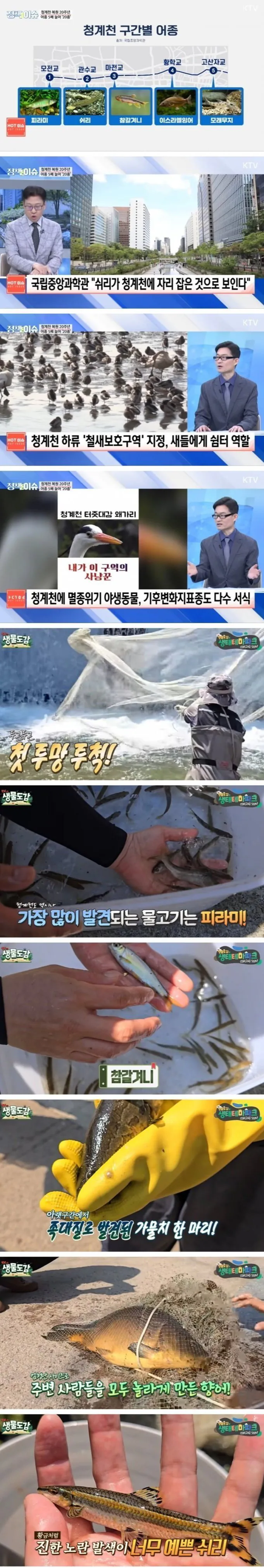IMG_0962.jpeg 요즘 청계천 근황 ㄷㄷㄷㄷㄷ