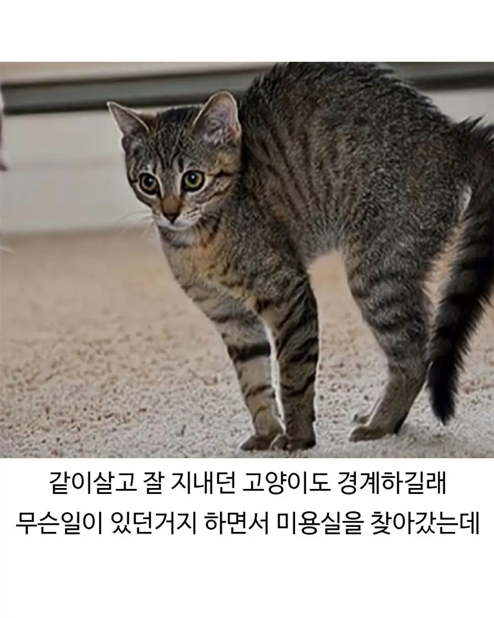 Jwob1.webp