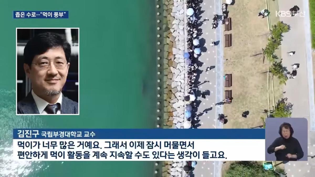 북항 수로 맴도는 상어…왜 머무나_ _ KBS 2026.09.21. 1-28 screenshot.png