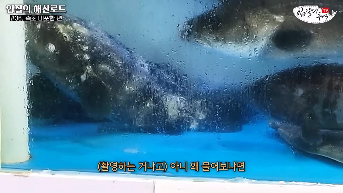 관광지 수산시장에서 _대게 먹고 가라_해서 믿고 맡겼더니(입질의 해산로드 #.36 속초 대포항 편)_20260922_210057.939.jpg