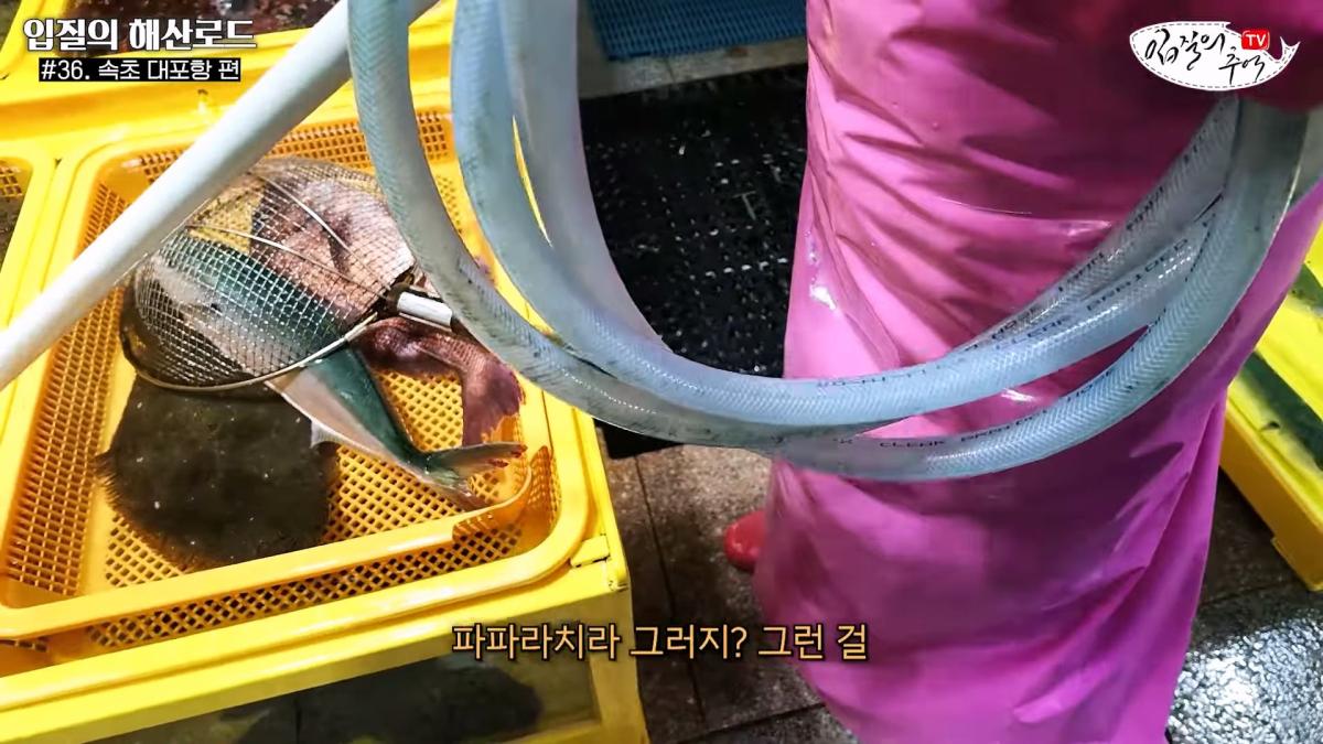 관광지 수산시장에서 _대게 먹고 가라_해서 믿고 맡겼더니(입질의 해산로드 #.36 속초 대포항 편)_20260922_210205.916.jpg