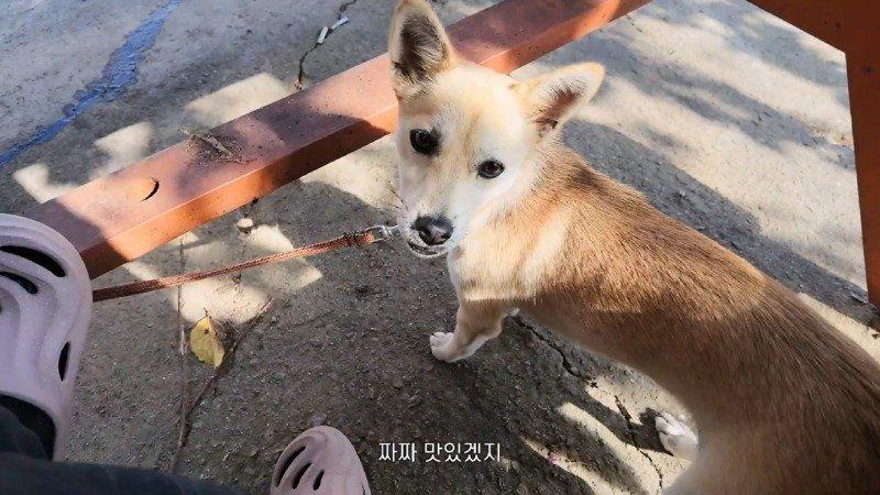 강아지랑 바위 탔습니다 태안 백화산 볼더링_1080p.mp4_20260926_235829.298.jpg