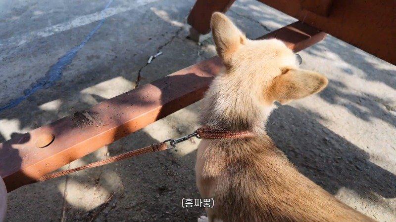 강아지랑 바위 탔습니다 태안 백화산 볼더링_1080p.mp4_20260926_235839.658.jpg