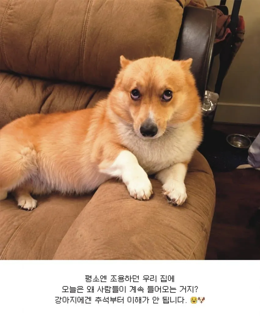 강아지가 추석에 이해 못 하는 것