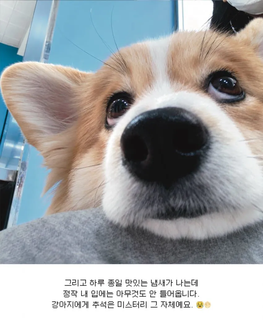 강아지가 추석에 이해 못 하는 것