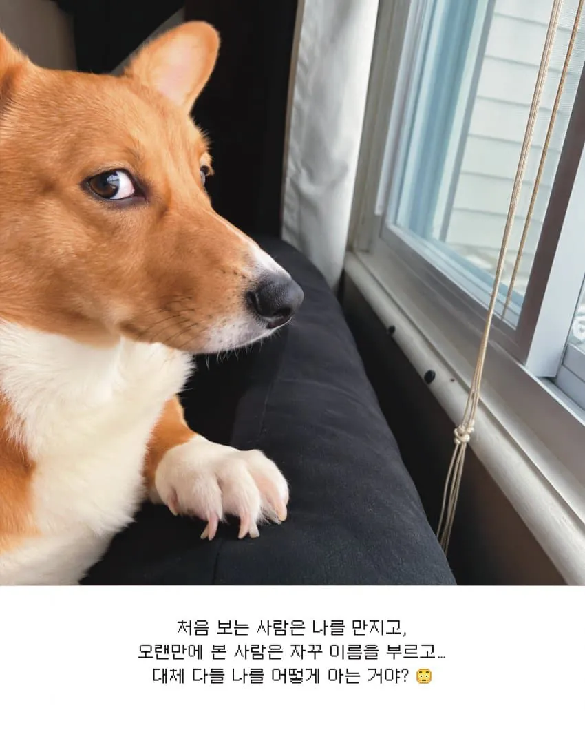 강아지가 추석에 이해 못 하는 것