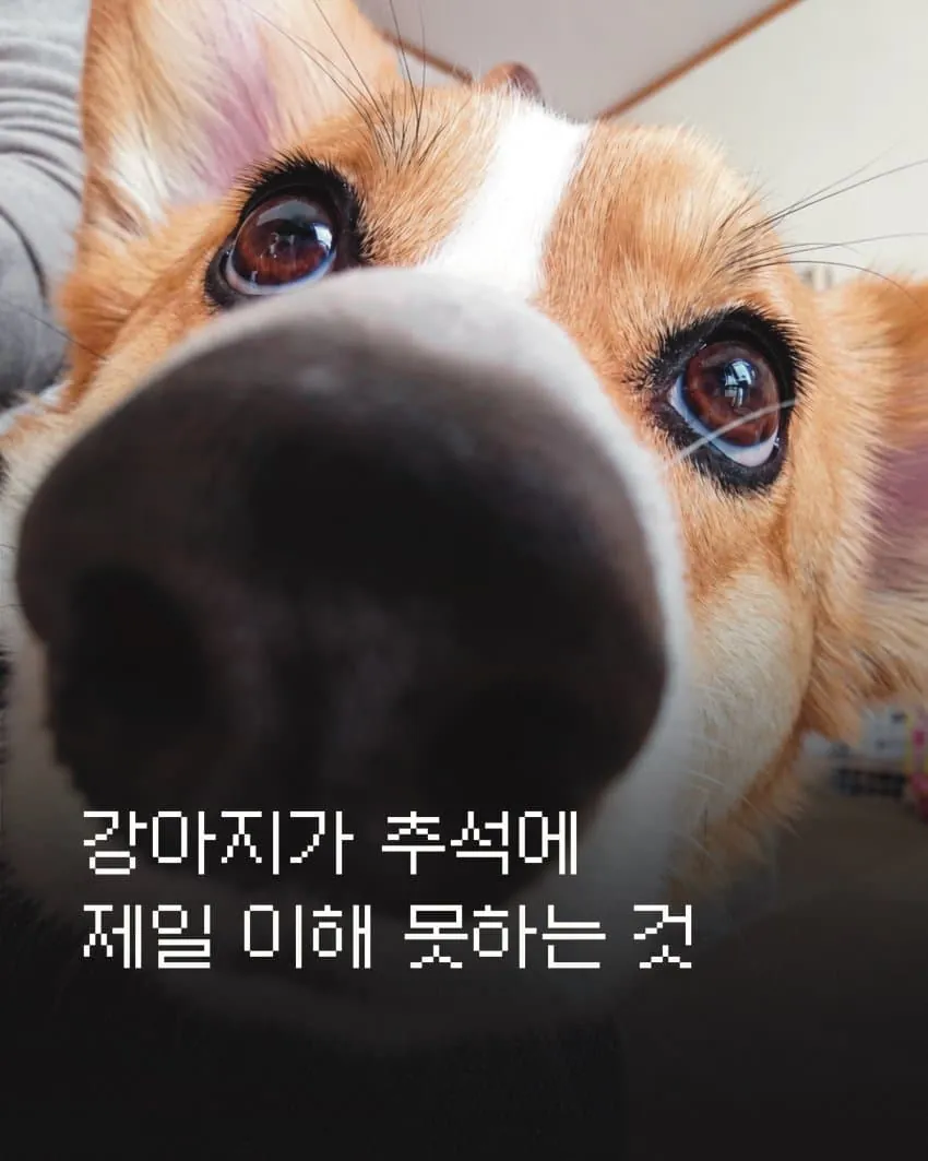 강아지가 추석에 이해 못 하는 것
