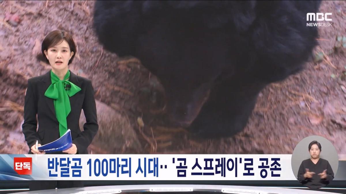 [단독] 지리산 반달곰 100마리 시대‥내년부터 '곰 스프레이' 도입 (2026.10.22 뉴스데스크 MBC).mp4_20261023_014423.092.jpg