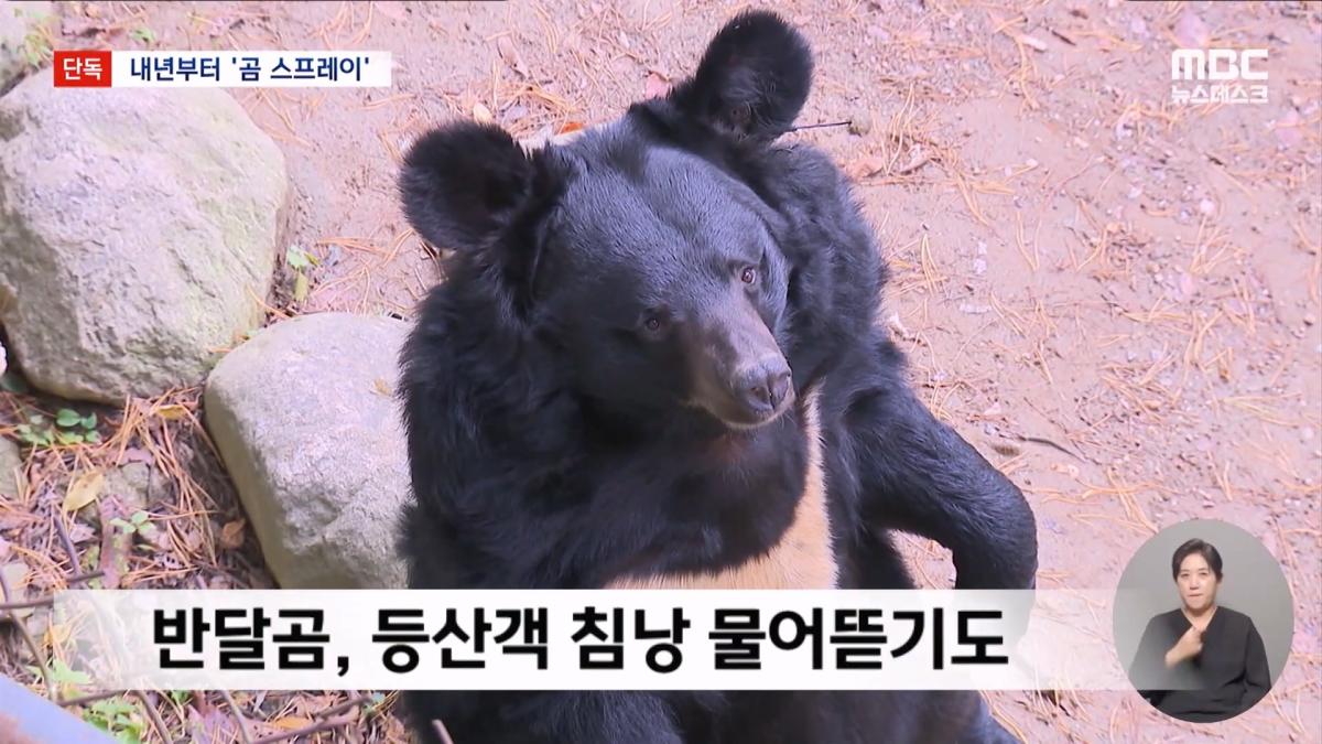 [단독] 지리산 반달곰 100마리 시대‥내년부터 '곰 스프레이' 도입 (2026.10.22 뉴스데스크 MBC).mp4_20261023_014431.690.jpg