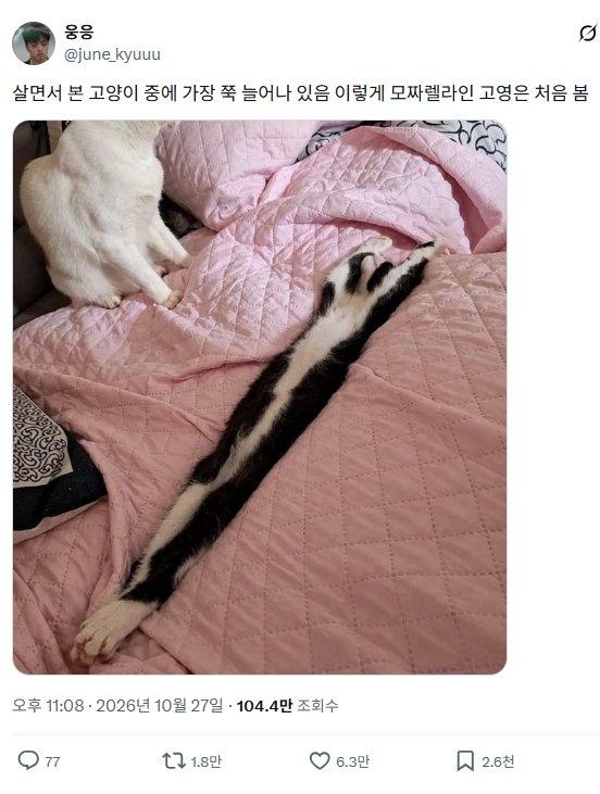 모짜렐라 고영희.png