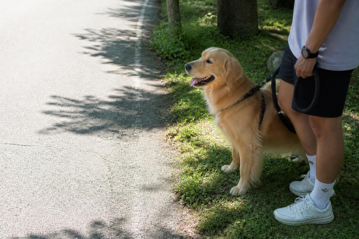 여름철 강아지 산책 안전 수칙과 발바닥 화상 예방 방법